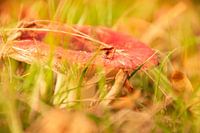 verstop maar gevonden...