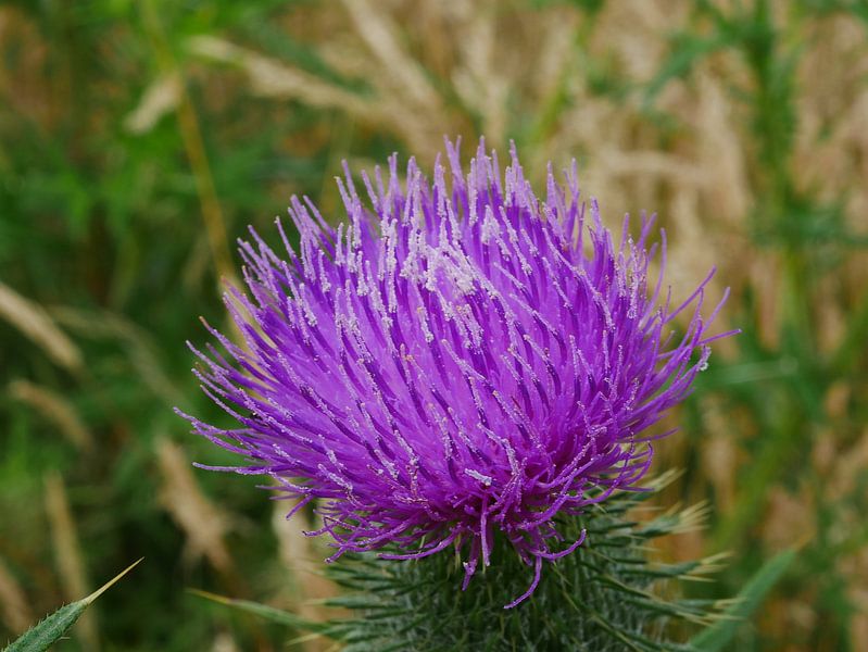Blühende Speerdistel. von Wim vd Neut