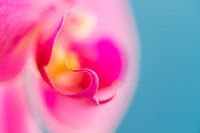 Macro shot of an orchid