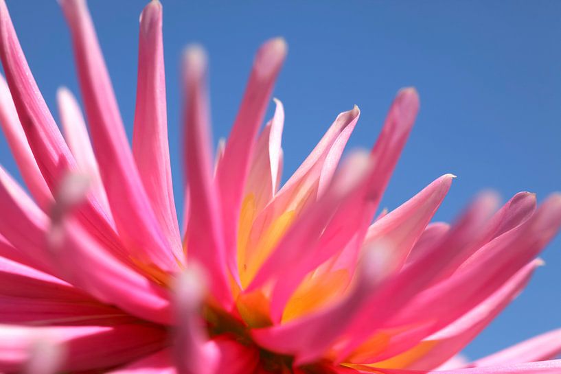 Dahlia by Thomas Jäger