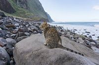 Chat de rue, Achadas da Cruz