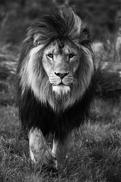 Flânerie... par RT Photography