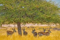 Les Springboks sous un arbre
