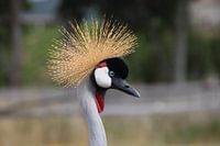 Südafrikanischer Kronenkranich