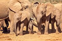 Eléphant avec bébé