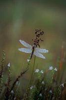 Fire dragonfly in greenery