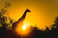 Silhouette of giraffe at sunset