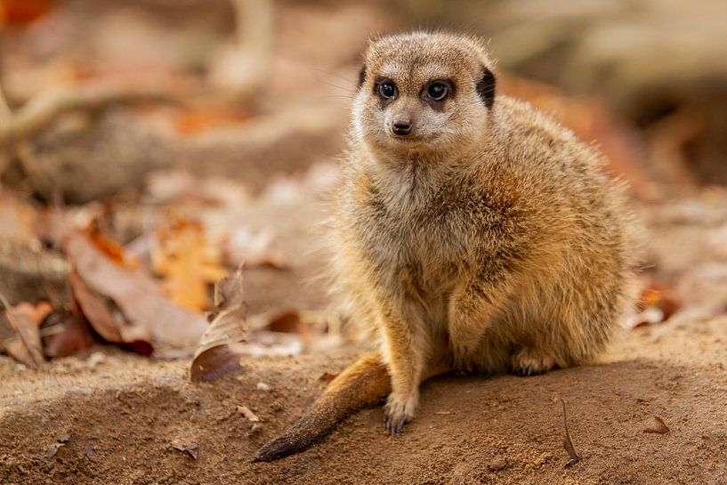 Erdmännchen stellt ein Bein von Arnold van der Horst