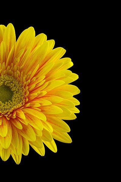 Gerbera von Tanja van Beuningen