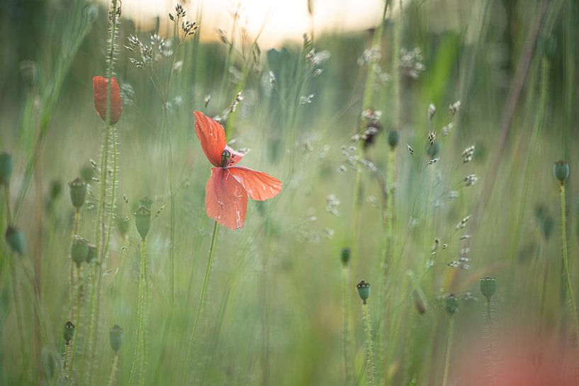 Coquelicot rouge en fleur dans un champ | Photographie de nature par Nanda Bussers