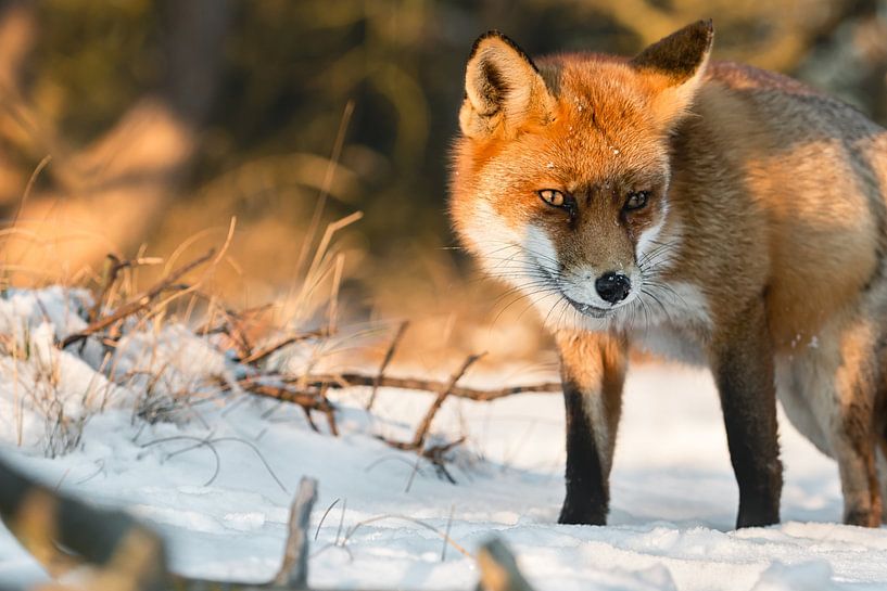 Renard dans la neige pendant l'heure dorée (coucher de soleil) par Jolanda Aalbers