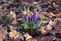 Mooie foto van de natuur.