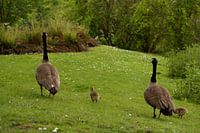 Koppel Canadese ganzen en jonkies in het vrije loop