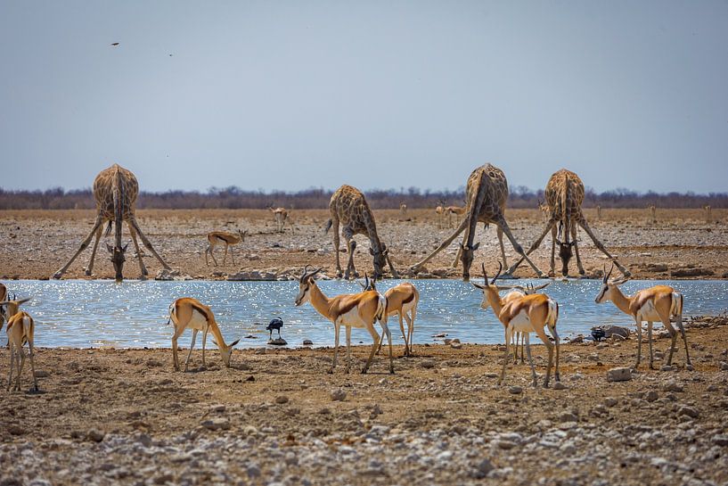 Namibia: ein Land der Extreme und atemberaubender Schönheit. von Patrick Fotografeert