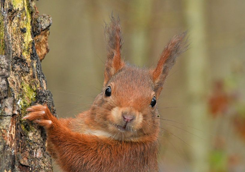 Squirrel by Ruud Scherpenisse