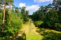 Photo Of A View Of The Forest