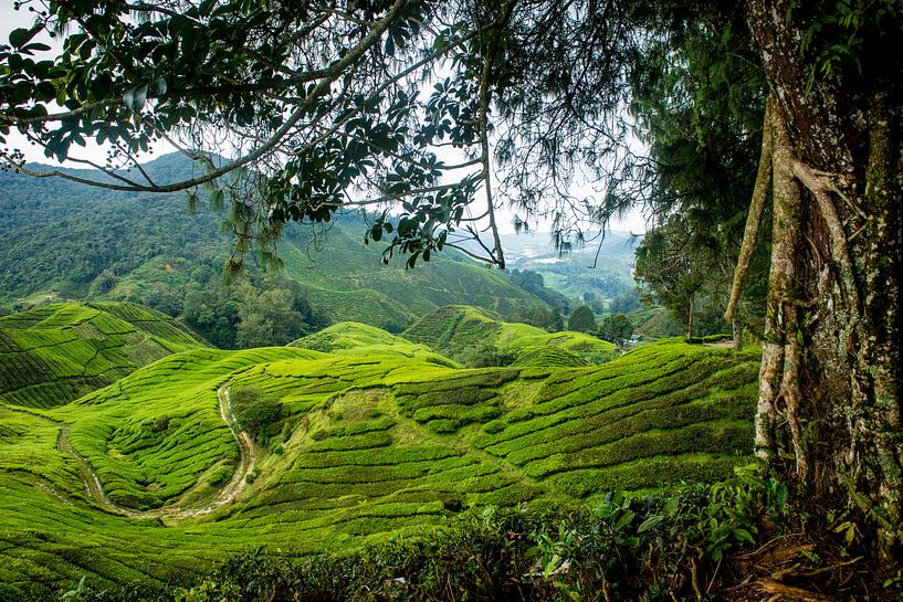 Cameron Highlands Malaysia by Ellis Peeters