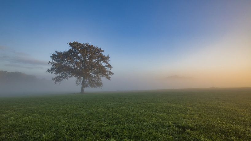 Baum im Nebel von Henrys-Photography