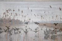 Wasservögel mit Federn auf Schilf