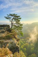 Pine tree in Saxon Switzerland