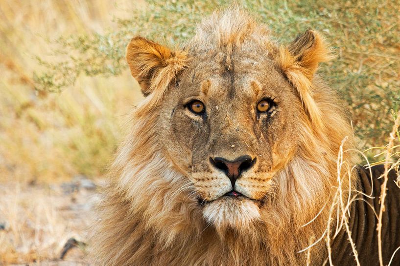 Löwen-Porträt von Britta Kärcher