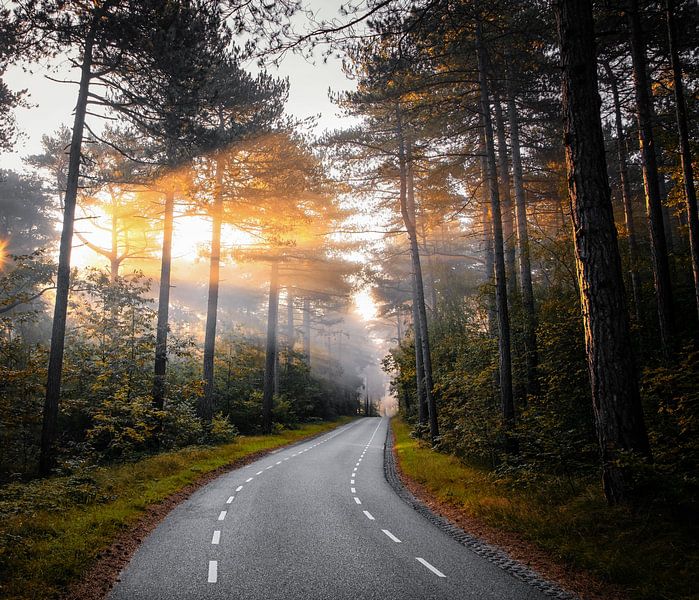 Bois d'automne à Texel. par Photographie de Justin Sinner (Photographe à Texel)