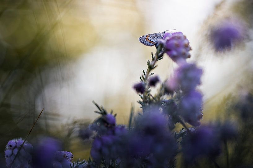 Zeitlos von Bob Daalder