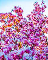 Quand le soleil embrasse les magnolias.