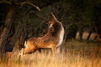 Show Off - Deer Bronze