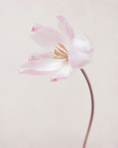 Tulpe von Mariska Vereijken