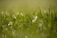Dew on the grass