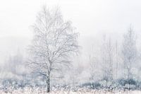 Frosted birch