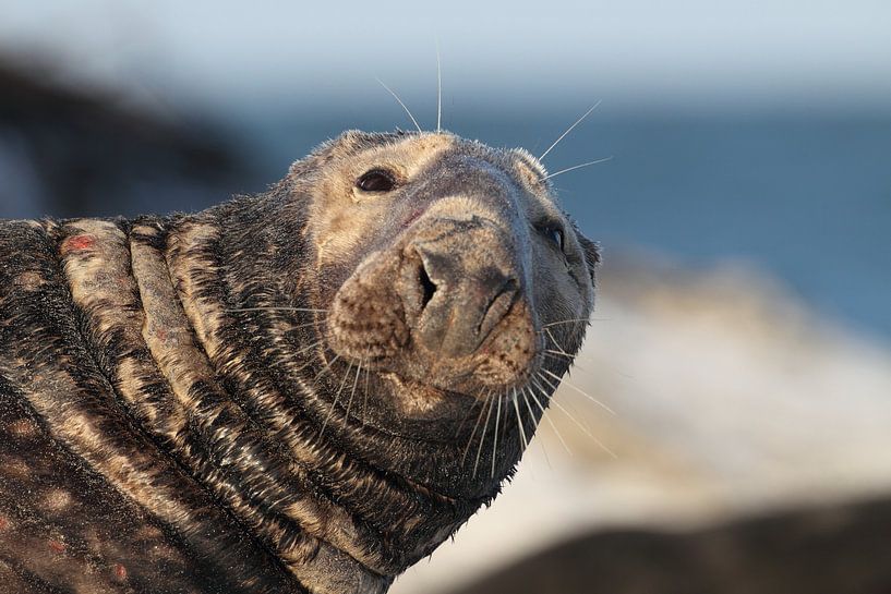 Kegelrobben Bulle Insel Helgoland Deutschland von Frank Fichtmüller