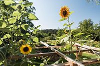 Sunflower in the field