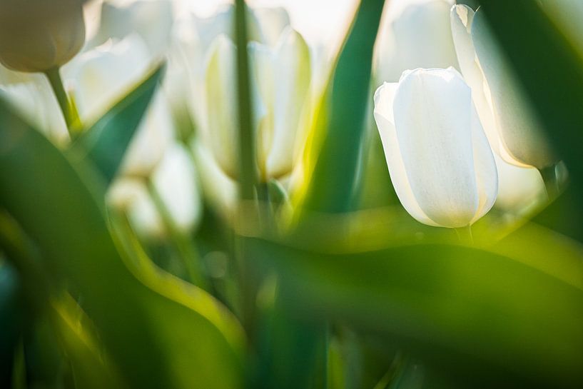 Champ de bulbes blancs en fleurs par Fotografiecor .nl