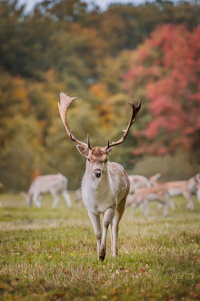 Damhert Bok in de Herfst van Maria-Maaike Dijkstra