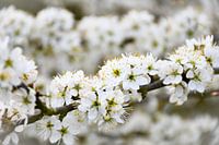 La fleur du printemps
