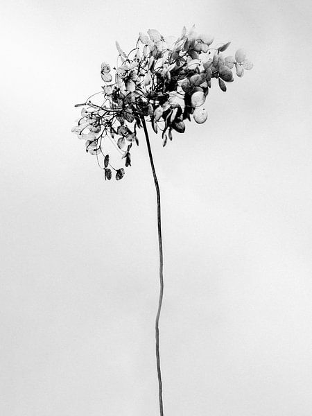 Amid the Flowers 19 by Teis Albers