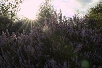 Purple in the golden hour