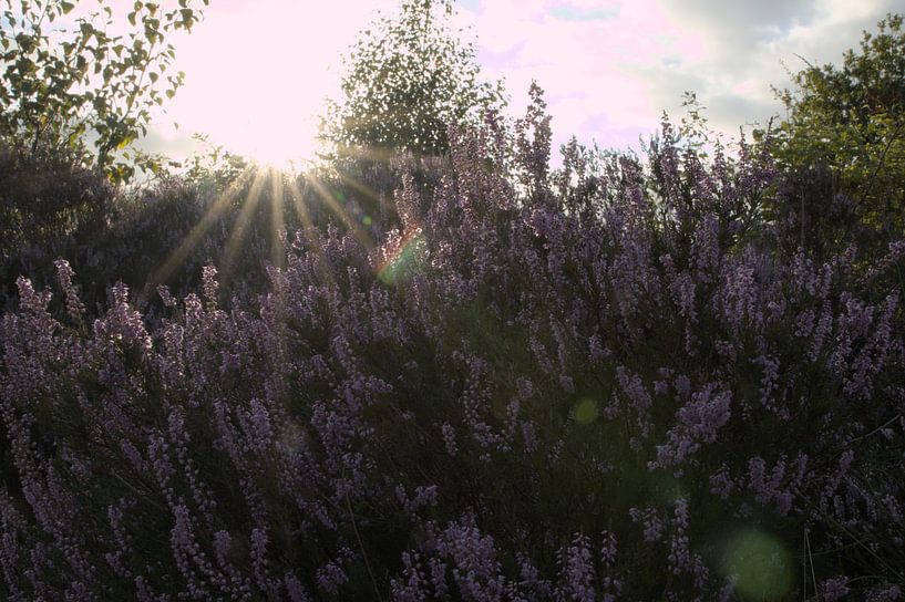 Purple in the golden hour by Tamara Behr
