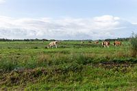 Niederländische Landschaft mit Kühen