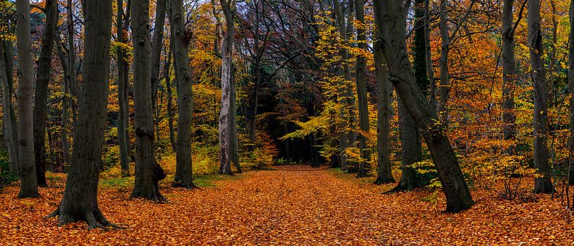Feuilles par Anthony Trabano