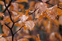 Braune Herbstblätter
