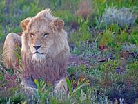 Lion #pantheraafrica