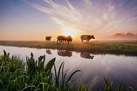 sunrise in the green heart