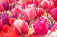 Tulpe Mix rosa 2025