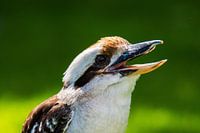 Kookaburra