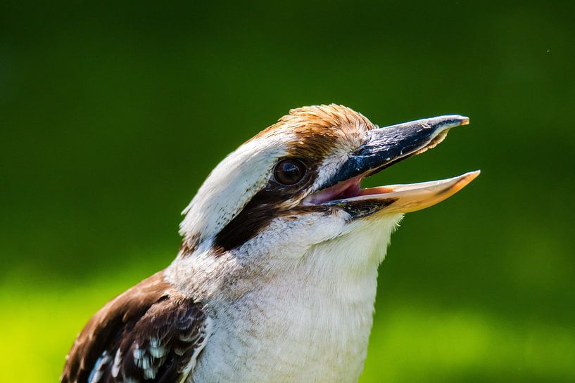 Kookaburra par Fearless Photography