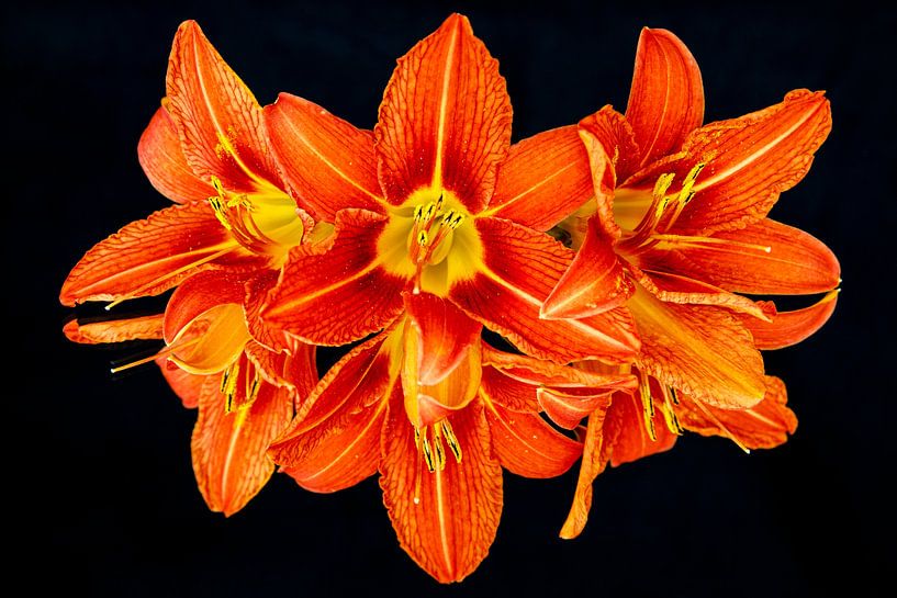 Lily by Roland Brack