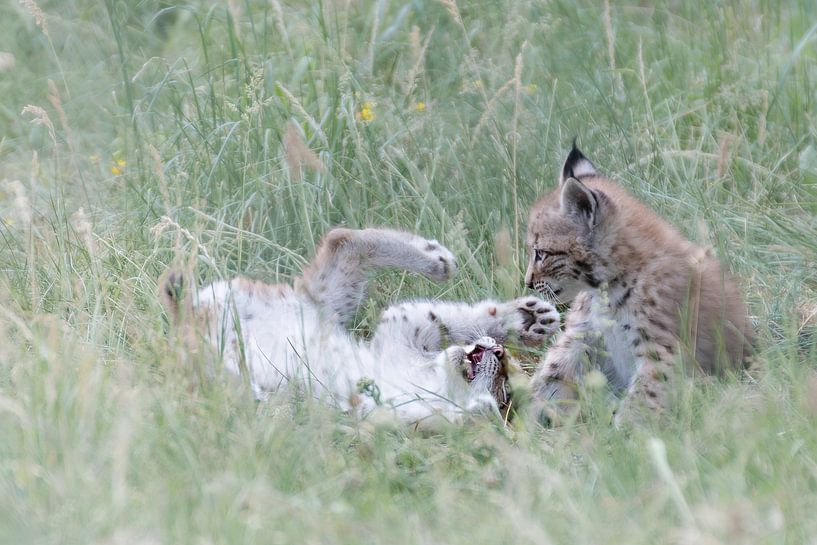 Zwei spielende Luchs-Babys von Sonja Foerster-Odenthal